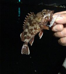 アジングナイト