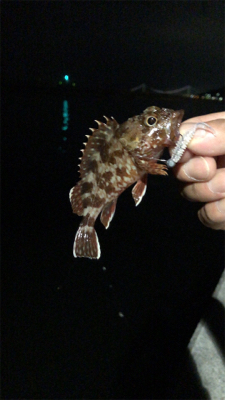 アジングナイト