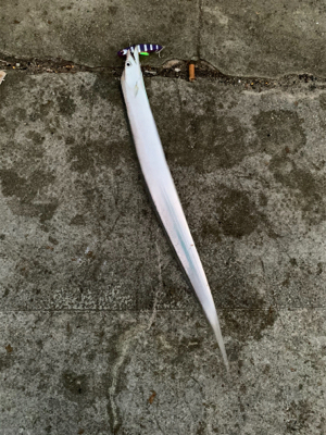 タチフロートで太刀魚狙い