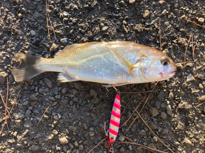 久々に回遊があった・・・らしいっす