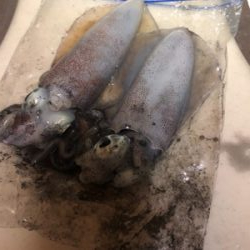 平日ランガンアオリイカ