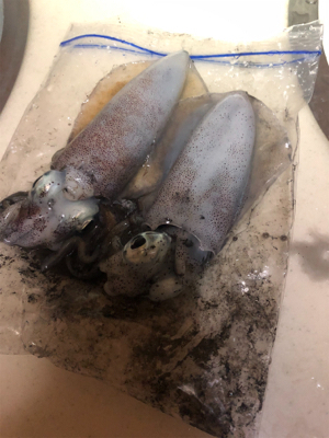 平日ランガンアオリイカ