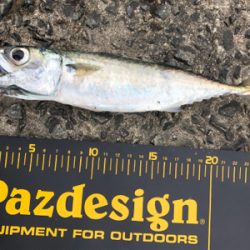 久しぶりにホームへ