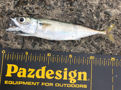 久しぶりにホームへ