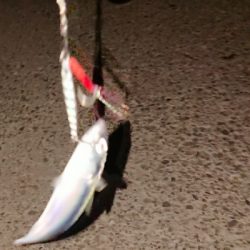 タチ調査〜サバ祭り