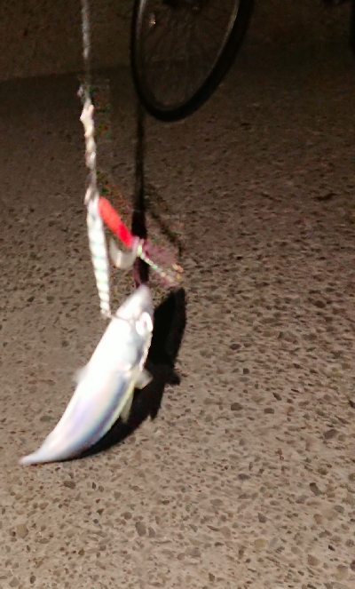 タチ調査〜サバ祭り