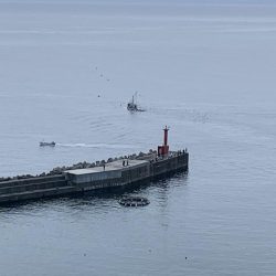 今シーズン初のアオリイカ