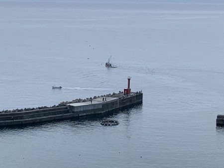 今シーズン初のアオリイカ