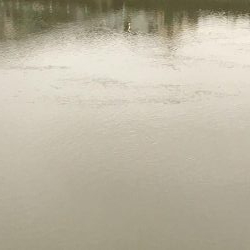 雨濁りのドブ川へ