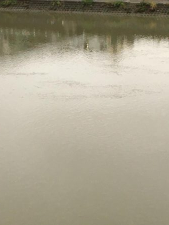 雨濁りのドブ川へ