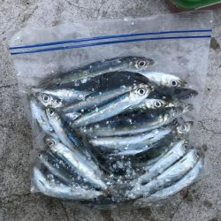 南風発生中、イワシ乱舞中