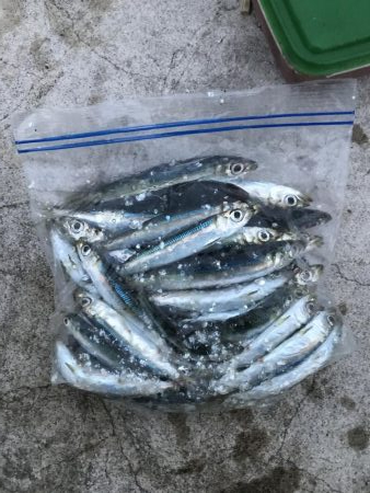 南風発生中、イワシ乱舞中