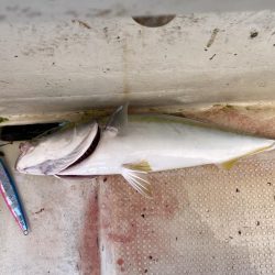 太刀魚まあまあハマチ何処へ