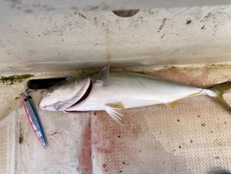 太刀魚まあまあハマチ何処へ