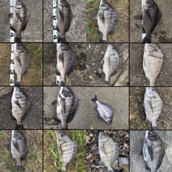 イチノ兄弟、釣果!