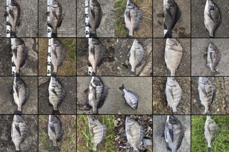 イチノ兄弟、釣果!