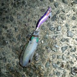 イカの気持ち１