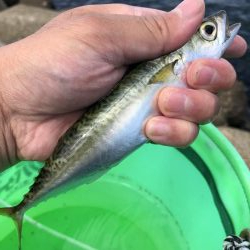 ベイト何処いった?