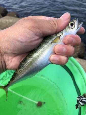 ベイト何処いった?