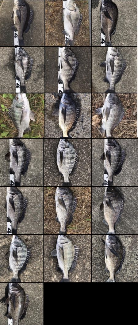 イチノ兄弟、釣果！