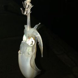 新子ランガン釣果