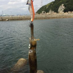 一応今期初アオリ