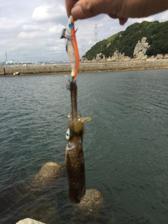 一応今期初アオリ