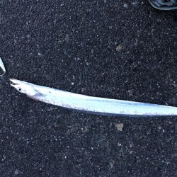 ハマチ！イカ！タチウオ！