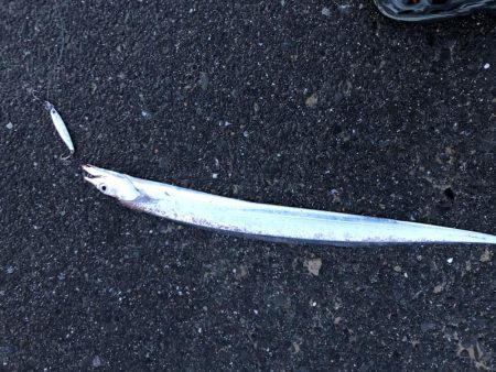 ハマチ！イカ！タチウオ！