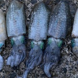 福井で初新子釣り