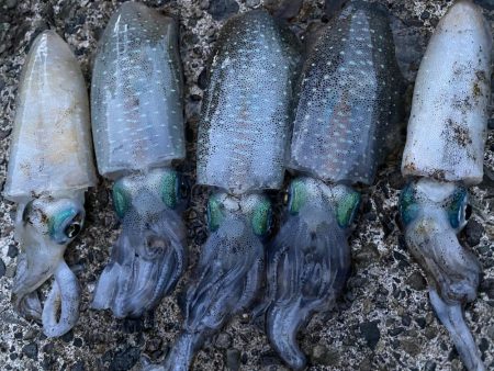 福井で初新子釣り