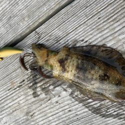 アオリが逃げていく(´༎ຶོρ༎ຶོ`)