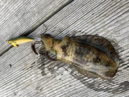 アオリが逃げていく(´༎ຶོρ༎ຶོ`)