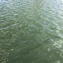 サビキでイワシ祭り