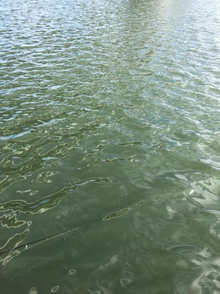 サビキでイワシ祭り