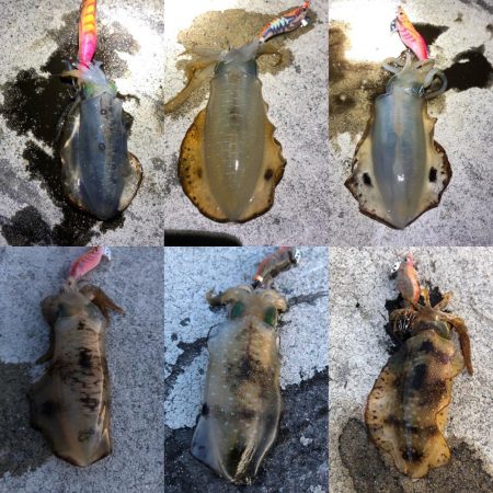 2020 佐渡ヶ島エギング 15回目