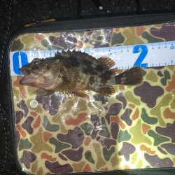 アジ渋いっす(汗)