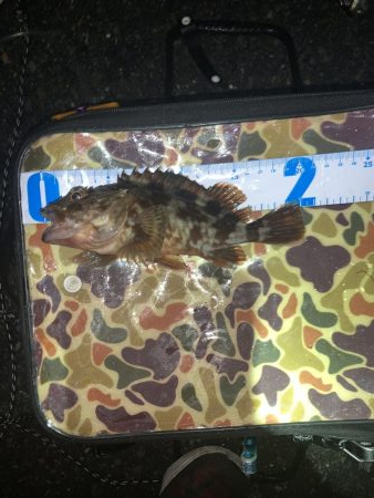 アジ渋いっす(汗)