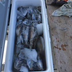 クーラー満タン　中深海　激ウマ黒ムツ釣り　駿河湾　大宝丸