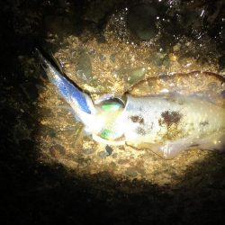 夕方からランガンエギング