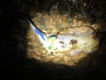 夕方からランガンエギング