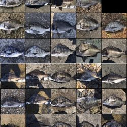 イチノ兄弟、釣果!