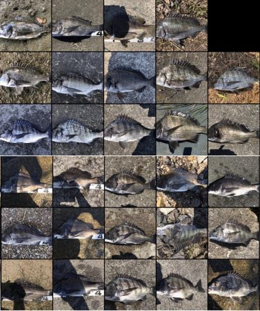 イチノ兄弟、釣果!