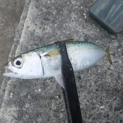 海の中はまだまだ夏？？