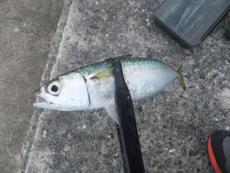 海の中はまだまだ夏？？