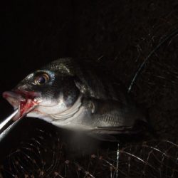 キビレ狙いからマチヌ狙いに