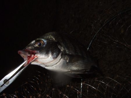 キビレ狙いからマチヌ狙いに