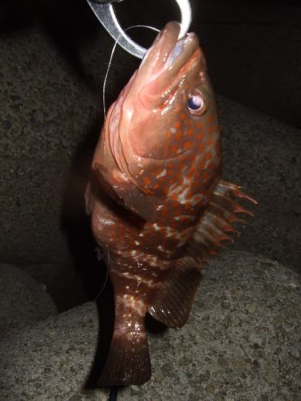 ロックフィッシュ調査