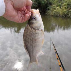 紀ノ川　真ブナ釣り