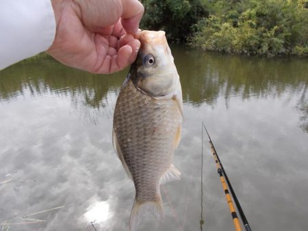 紀ノ川　真ブナ釣り